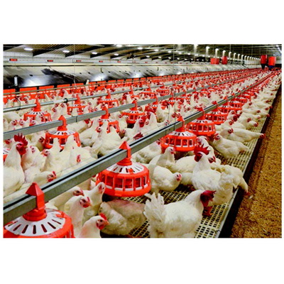 1608713858753781.jpg Automatic-Set-of-Pan-Feeder-Poultry-Equipment-for-Breeders_調(diào)整大小.jpg