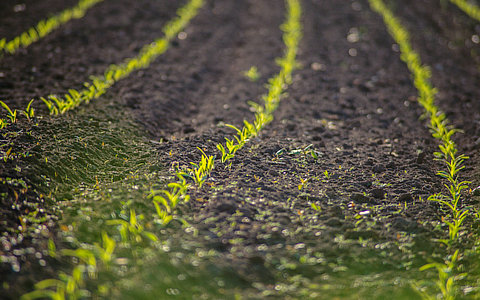 中國(guó)細(xì)胞農(nóng)業(yè)市場(chǎng)調(diào)研