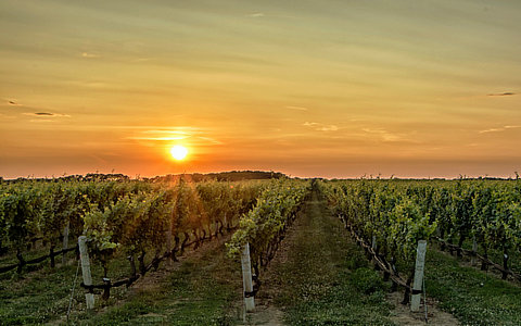 全球有機(jī)肥料行業(yè)概述及現(xiàn)狀分析