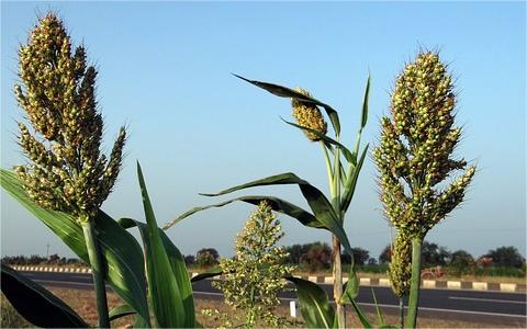 中國高粱市場調(diào)查報告：2022年市場規(guī)模新增量接近80億元