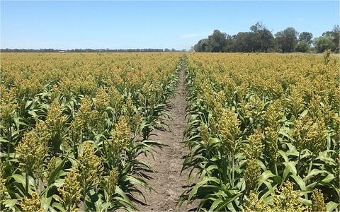 中國高粱行業(yè)調(diào)研