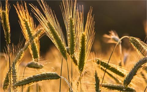 全球及中國(guó)黑麥行業(yè)分析報(bào)告 全球及中國(guó)黑麥行業(yè)分析報(bào)告