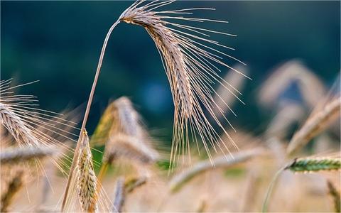 中國黑麥行業(yè)調(diào)研 中國黑麥行業(yè)調(diào)研