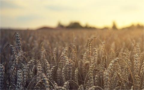 中國黑麥行業(yè)發(fā)展機遇分析及趨勢預測 中國黑麥行業(yè)發(fā)展機遇分析及趨勢預測