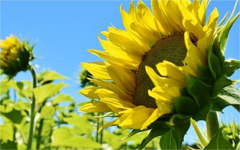 中國植物生長調(diào)節(jié)劑行業(yè)調(diào)研 中國植物生長調(diào)節(jié)劑行業(yè)調(diào)研