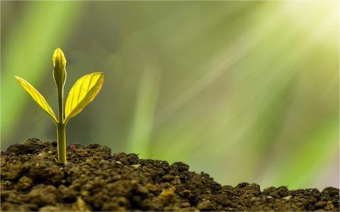 2024年全球及中國植物生長調節(jié)劑行業(yè)發(fā)展現(xiàn)狀分析及前景預測報告 2024年全球及中國植物生長調節(jié)劑行業(yè)發(fā)展現(xiàn)狀分析及前景預測報告