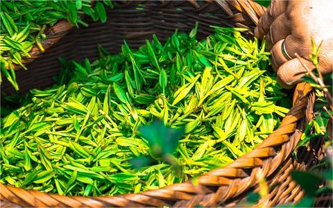 中國茶油市場發(fā)展現(xiàn)狀研究 中國茶油市場發(fā)展現(xiàn)狀研究