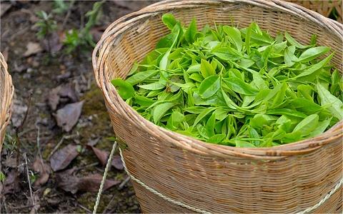 中國(guó)茶油行業(yè)發(fā)展環(huán)境分析及趨勢(shì)預(yù)測(cè) 中國(guó)茶油行業(yè)發(fā)展環(huán)境分析及趨勢(shì)預(yù)測(cè)