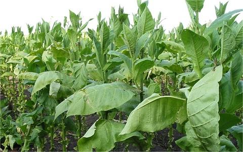 全球及中國煙草物流行業(yè)分析報告 全球及中國煙草物流行業(yè)分析報告