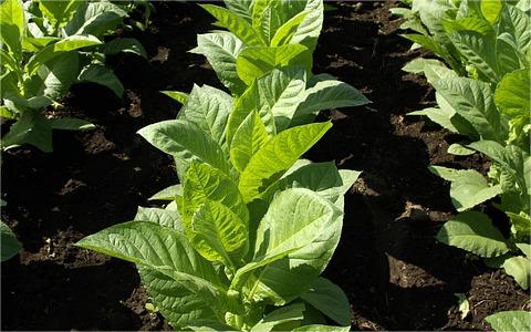 中國煙草物流行業(yè)調研 中國煙草物流行業(yè)調研