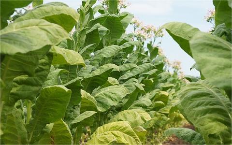 中國煙草物流市場全景圖譜