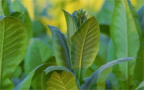 中國煙草物流行業(yè)發(fā)展壁壘分析及趨勢預(yù)測 中國煙草物流行業(yè)發(fā)展壁壘分析及趨勢預(yù)測