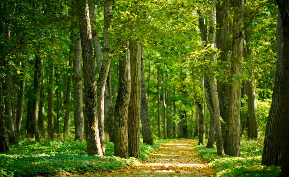 《上海市森林管理規(guī)定》解讀