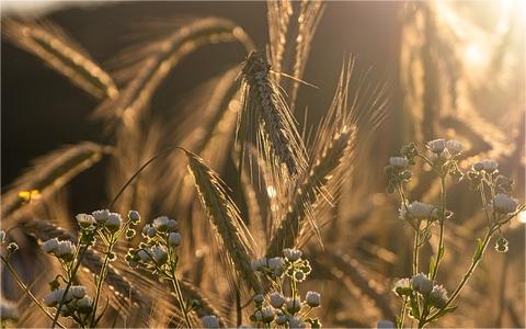 政策分析報告：[推進鄉(xiāng)村全面振興工作部署的實施意見]解讀