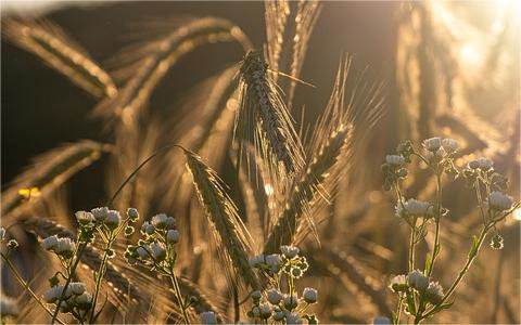 政策分析報(bào)告：[關(guān)于高質(zhì)量推進(jìn)農(nóng)作物秸稈綜合利用的實(shí)施意見]解讀