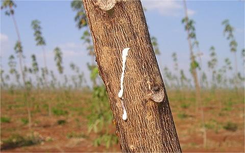 全球及中國天然橡膠市場(chǎng)調(diào)研報(bào)告 2019-2029