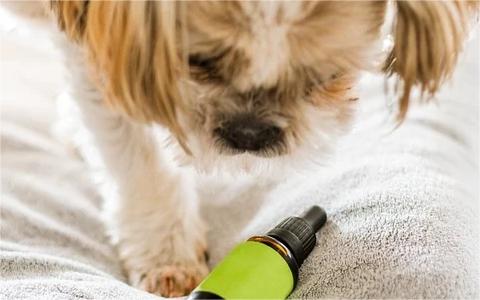 中國寵物醫(yī)院行業(yè)分析 中國寵物醫(yī)院行業(yè)分析